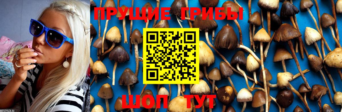 Псилоцибиновые грибы Cubensis Краснотурьинск